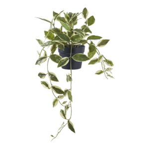 Voksblomst, kunstig plante, grøn, H:33 cm