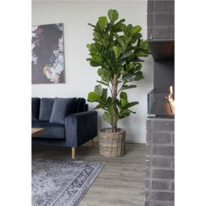 Fiddle Violinfigen, kunstig plante, grøn, H:190 cm - Billede 3