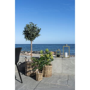 Figentræ, kunstig plante, grøn, H:60 cm - Billede 3