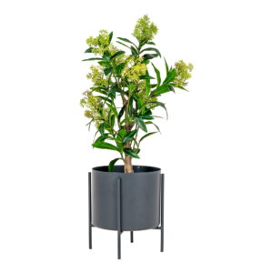 Alternative view of Skimmia Træ, kunstig plante, grøn, H:75 cm