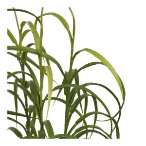 Alternative view of Græs Plante, grøn, H:68 cm