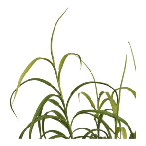 Græs Plante, grøn, H:68 cm - Billede 3