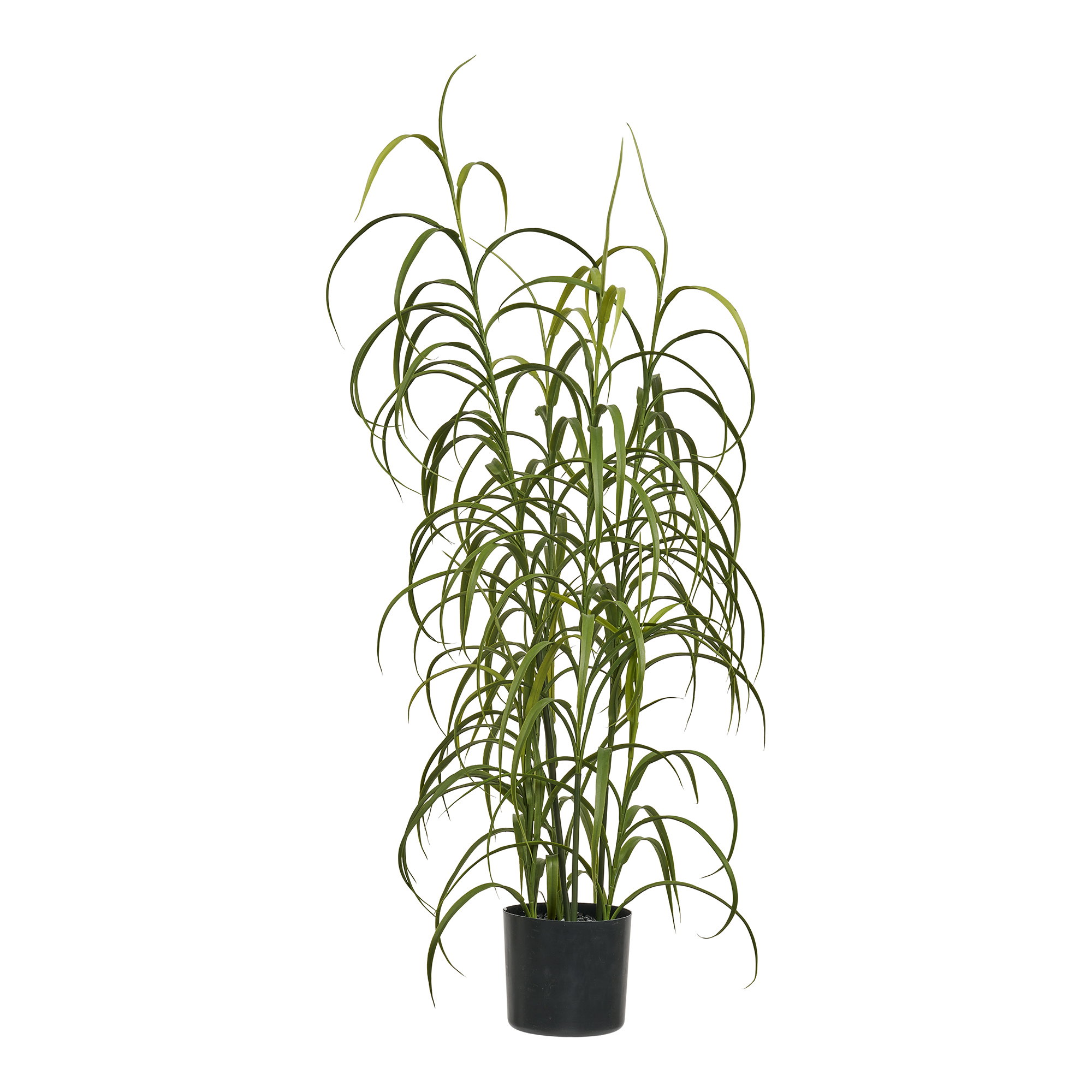 Græs Plante, grøn, H:68 cm